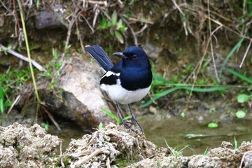 Black and white bird on the rock next to a river