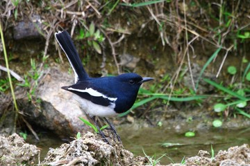Black and white bird on the rock next to a river