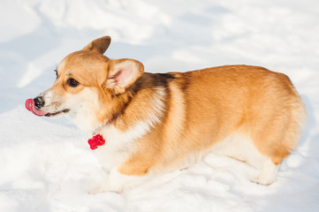 Corgi dog posing in snowy winter nature