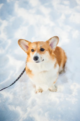 Corgi dog posing in snowy winter nature