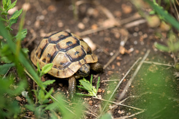 Close up of a young Greek turtle in its natural environment - macro, selective focus, space for text