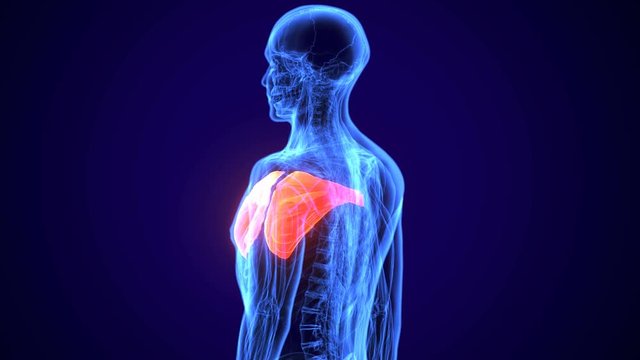 3d rendered, medically accurate illustration of the pectoralis minor
