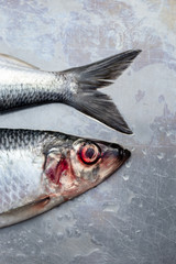 Fresh wet silver herrings fishes