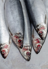 Fresh wet silver herrings fishes