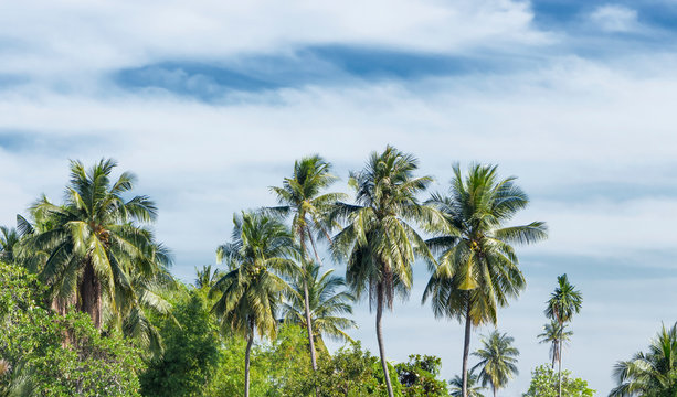Coconut palm trees and sunny skies are in the tropical. © Pongsak