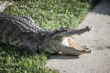 Close up a crocodile is open its mouth and resting on land at farm, scary tone.