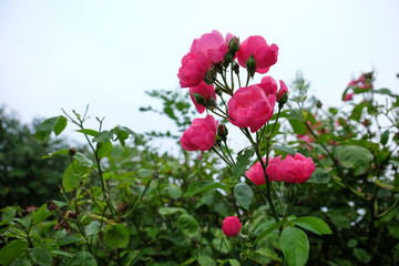Beautiful blooming roses in garden