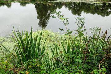 Beautiful pond in park on summer day