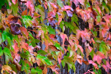 Colorful green and red autumn leaves on the wall 