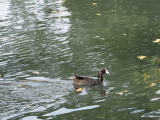 coot in the pond