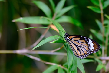 Beautiful colorful orange and black butterfly marco photography