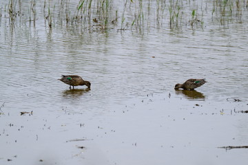 Birds in the lake finding food