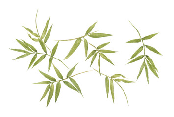 Watercolor illustration painting of bamboo leaves , on white background