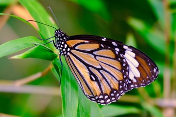 Beautiful colorful orange and black butterfly marco photography