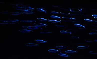 school of sardines that move quickly in an oceanic environment