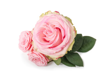 Naklejka premium Beautiful pink roses on white background