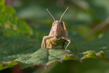 Grasshopper