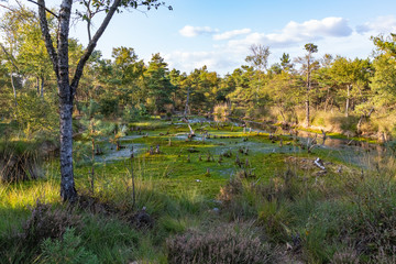 Moorlands in Germany: Pietzmoor near Scheveningen near Lueneburg in Germany in the heathland