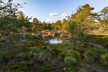 Fototapeta premium Moorlands in Germany: Pietzmoor near Scheveningen near Lueneburg in Germany in the heathland