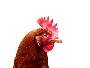 Closeup photo of head brown-haired hen with eye, isolated on white background