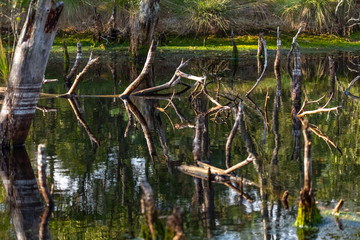 Moorlands in Germany: Pietzmoor near Scheveningen near Lueneburg in Germany in the heathland