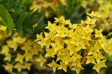 Pentas yellow flowers