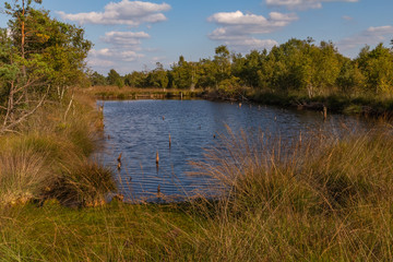 Moorlands in Germany: Pietzmoor near Scheveningen near Lueneburg in Germany in the heathland