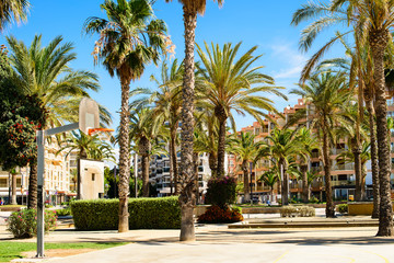 Obraz na płótnie Canvas palm tree in resort city, salou spain, travel background