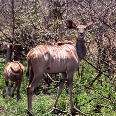Kudu (Tragelaphus strepsiceros), Selous Game Reserve, Morogoro, Tanzania, Africa