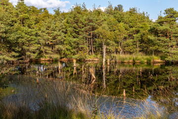 Moorlands in Germany: Pietzmoor near Scheveningen near Lueneburg in Germany in the heathland