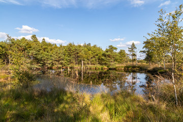 Fototapeta na wymiar Moorlands in Germany: Pietzmoor near Scheveningen near Lueneburg in Germany in the heathland