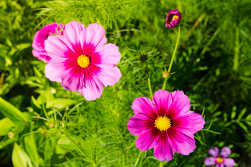 Fototapeta premium Beautiful pink-purple Cosmos bipinnatus flowers in a spring season at a botanical garden.