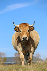 portrait d'une vache de race Aubrac en estive sur les plateaux de l'Aubrac en Auvergne