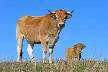 Vaches de race Aubrac sur les plateaux de l'Aubrac en Auvergne