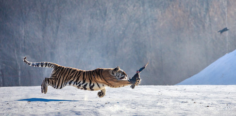 Obraz na płótnie Canvas Siberian tiger in a jump catches its prey. Very dynamic shot. China. Harbin. Mudanjiang province. Hengdaohezi park. Siberian Tiger Park. Winter. Hard frost. (Panthera tgris altaica)