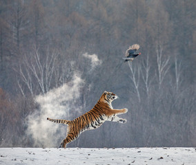 Siberian tiger in a jump catches its prey. Very dynamic shot. China. Harbin. Mudanjiang province....