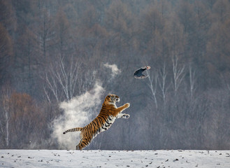 Siberian tiger in a jump catches its prey. Very dynamic shot. China. Harbin. Mudanjiang province....
