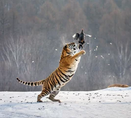 Zelfklevend Fotobehang Siberische tijger in een sprong vangt zijn prooi. Zeer dynamische opname. China. Harbin. provincie Mudanjiang. Hengdaohezi-park. Siberisch tijgerpark. Winter. Harde vorst. (Panthera tgris altaica) © gudkovandrey