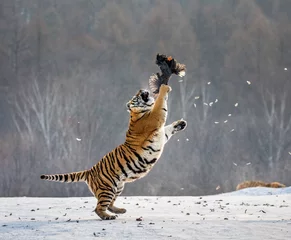 Papier Peint photo Lavable Tigre Le tigre de Sibérie dans un saut attrape sa proie. Tir très dynamique. Chine. Harbin. province de Mudanjiang. Parc Hengdaohezi. Parc du Tigre de Sibérie. L& 39 hiver. Gelée dure. (Panthera tgris altaica)