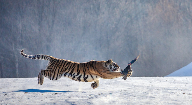 Siberian tiger in a jump catches its prey. Very dynamic shot. China. Harbin. Mudanjiang province. Hengdaohezi park. Siberian Tiger Park. Winter. Hard frost. (Panthera tgris altaica)
