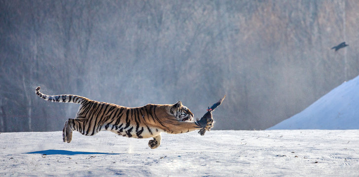 Siberian tiger in a jump catches its prey. Very dynamic shot. China. Harbin. Mudanjiang province. Hengdaohezi park. Siberian Tiger Park. Winter. Hard frost. (Panthera tgris altaica)
