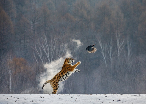 Fototapeta Siberian tiger in a jump catches its prey. Very dynamic shot. China. Harbin. Mudanjiang province. Hengdaohezi park. Siberian Tiger Park. Winter. Hard frost. (Panthera tgris altaica)