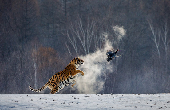 Siberian tiger in a jump catches its prey. Very dynamic shot. China. Harbin. Mudanjiang province. Hengdaohezi park. Siberian Tiger Park. Winter. Hard frost. (Panthera tgris altaica)