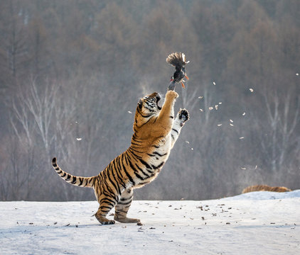 Siberian tiger in a jump catches its prey. Very dynamic shot. China. Harbin. Mudanjiang province. Hengdaohezi park. Siberian Tiger Park. Winter. Hard frost. (Panthera tgris altaica)
