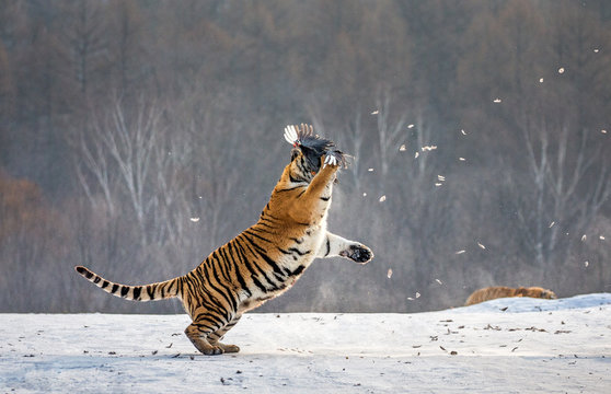 Siberian tiger in a jump catches its prey. Very dynamic shot. China. Harbin. Mudanjiang province. Hengdaohezi park. Siberian Tiger Park. Winter. Hard frost. (Panthera tgris altaica)