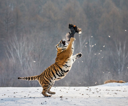 Fototapeta Siberian tiger in a jump catches its prey. Very dynamic shot. China. Harbin. Mudanjiang province. Hengdaohezi park. Siberian Tiger Park. Winter. Hard frost. (Panthera tgris altaica)
