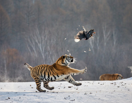 Siberian tiger in a jump catches its prey. Very dynamic shot. China. Harbin. Mudanjiang province. Hengdaohezi park. Siberian Tiger Park. Winter. Hard frost. (Panthera tgris altaica)