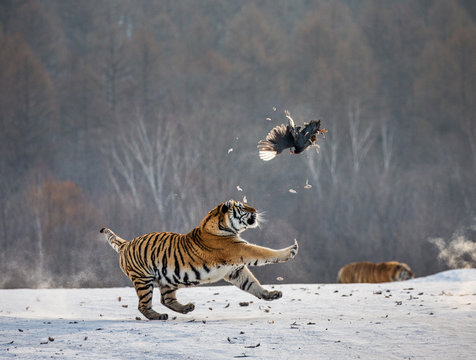 Siberian tiger in a jump catches its prey. Very dynamic shot. China. Harbin. Mudanjiang province. Hengdaohezi park. Siberian Tiger Park. Winter. Hard frost. (Panthera tgris altaica)