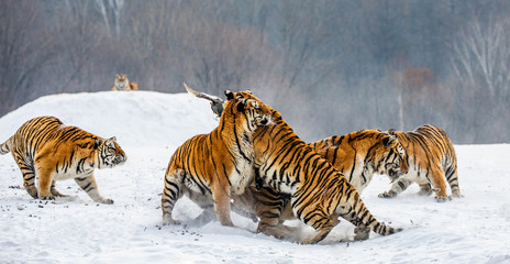 Siberian tigers in a snowy glade catch their prey. Very dynamic shot. China. Harbin. Mudanjiang province. Hengdaohezi park. Siberian Tiger Park. Winter. Hard frost. (Panthera tgris altaica)