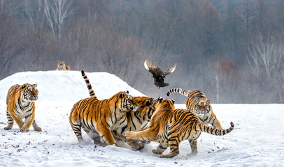 Siberian tigers in a snowy glade catch their prey. Very dynamic shot. China. Harbin. Mudanjiang province. Hengdaohezi park. Siberian Tiger Park. Winter. Hard frost. (Panthera tgris altaica)